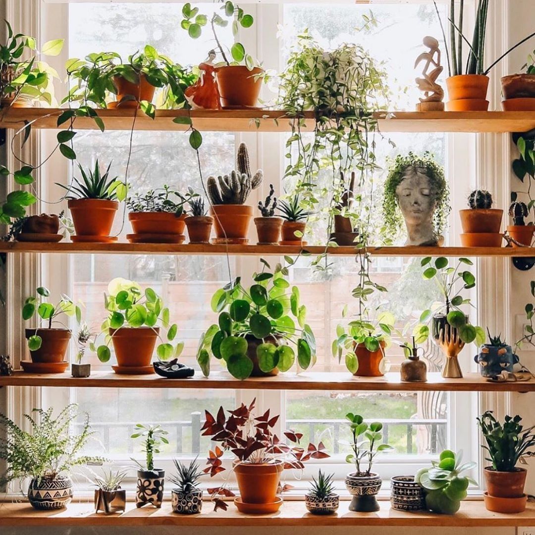 30 Indoor Plant Decor Ideas | How to Display Your Houseplants [2020 ] -   19 plants Indoor shelves ideas