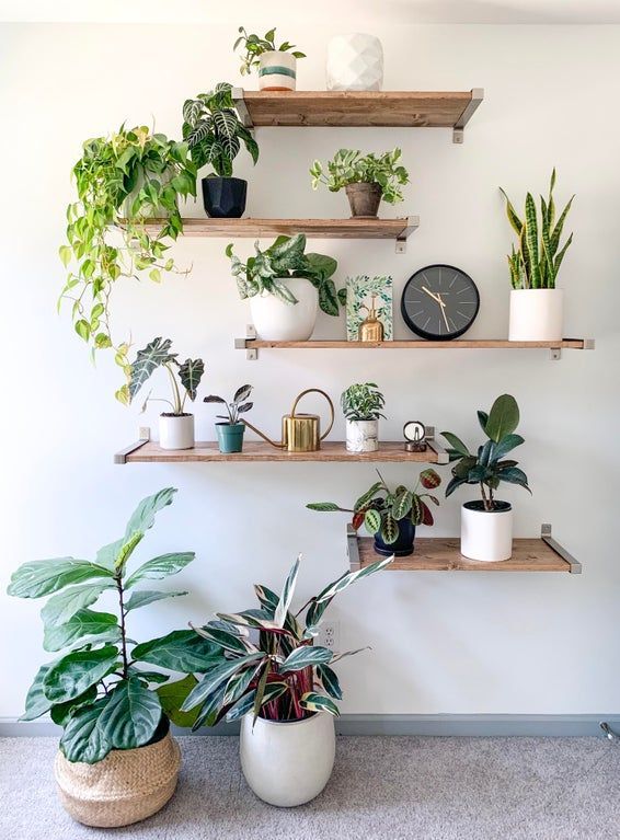 My plant wall is almost done! -   19 plants Indoor shelves ideas