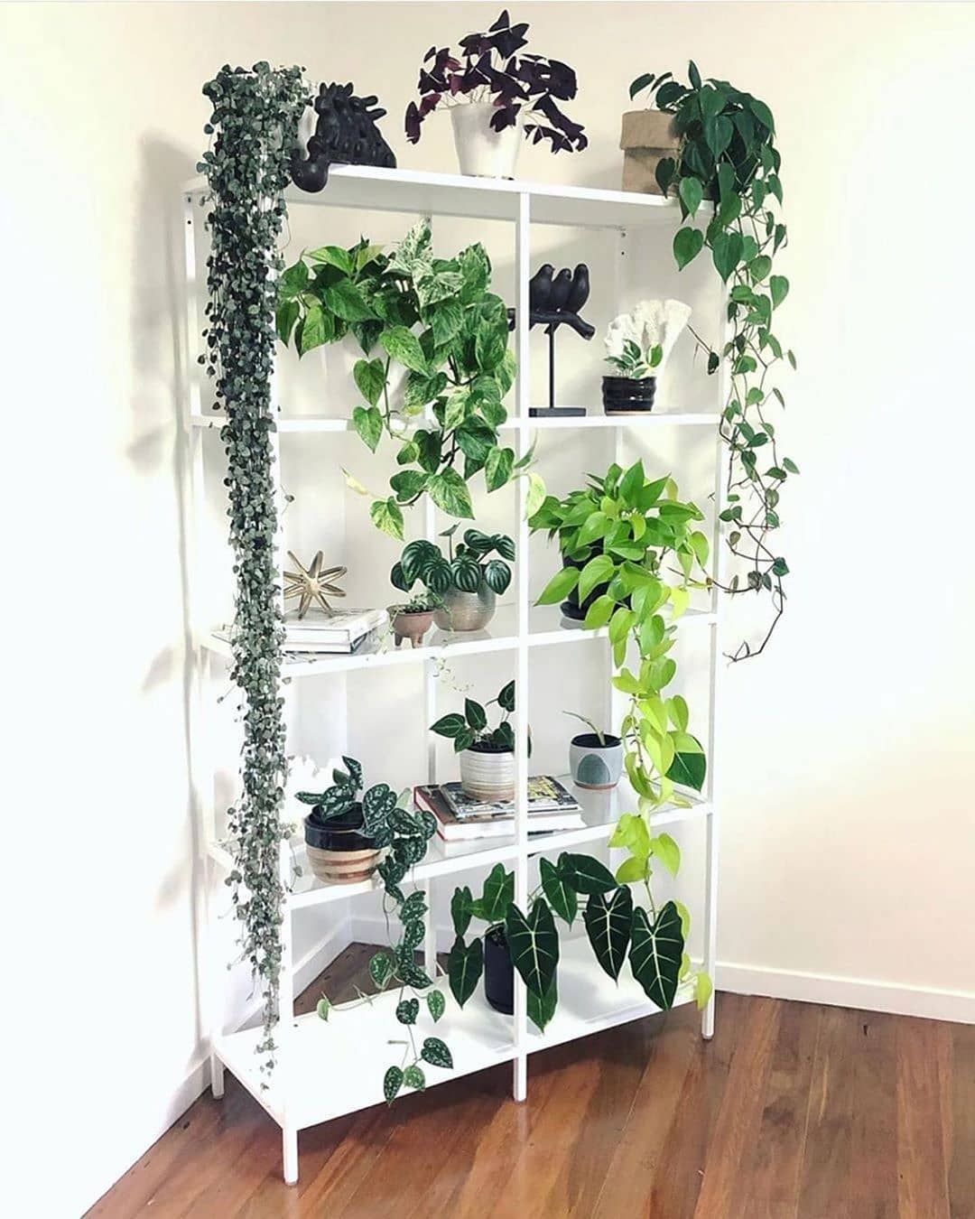 12 Cheap Indoor Plants & Low Maintenance Plants You Can Buy Online | I AM & CO® -   19 plants Indoor shelves ideas