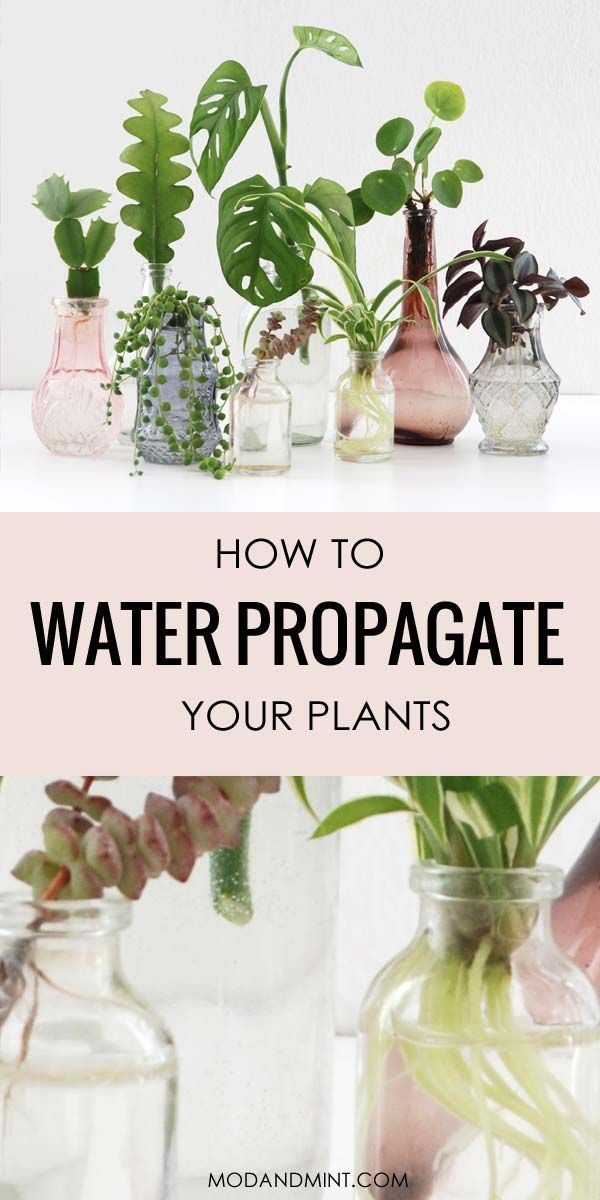 Make New Plants with Water Propagation -   19 water planting Interior ideas