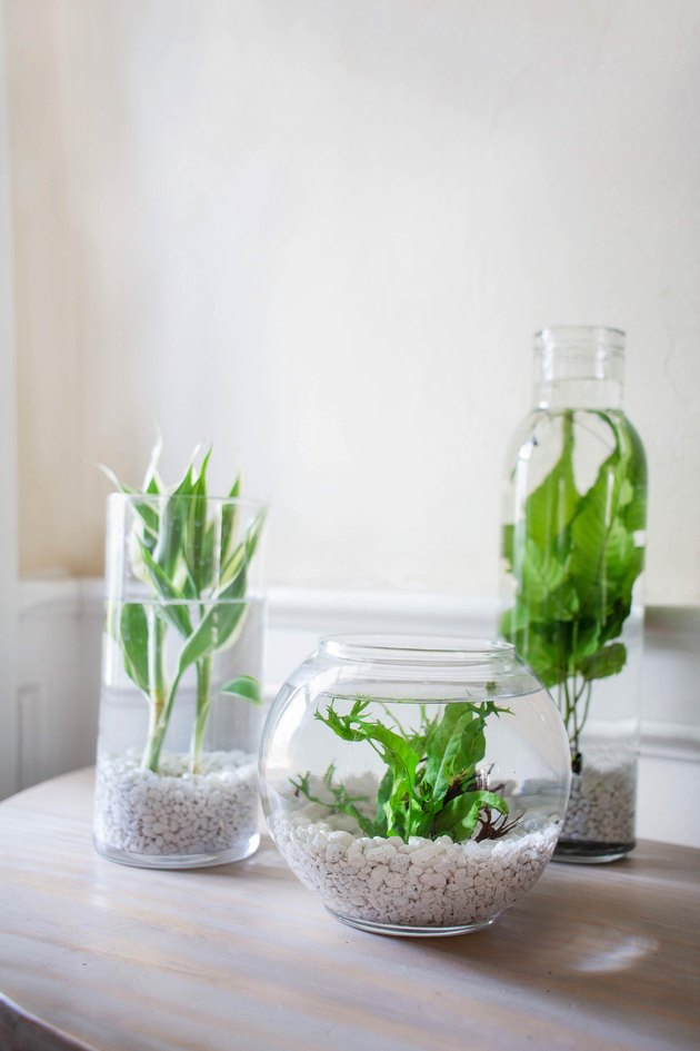 Indoor Water Garden: Plants and Ideas to Get You Started | Hunker -   19 water planting Interior ideas