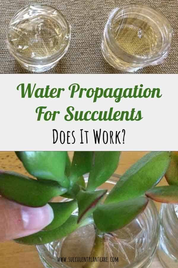 Water Propagation For Succulents-Does it Really Work? -   19 water planting Interior ideas