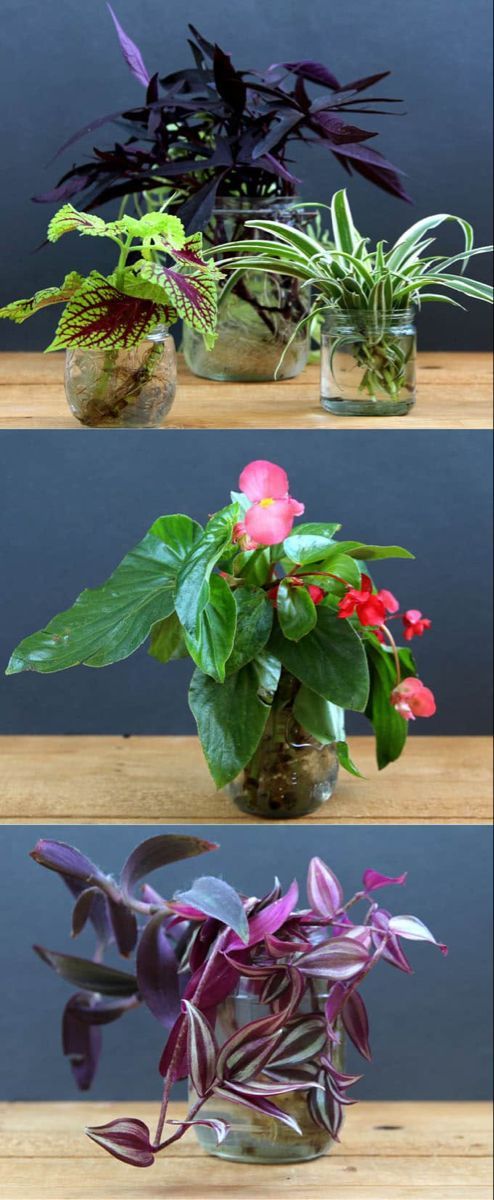 Grow Beautiful Indoor Plants In Water: So easy! -   19 water planting Interior ideas