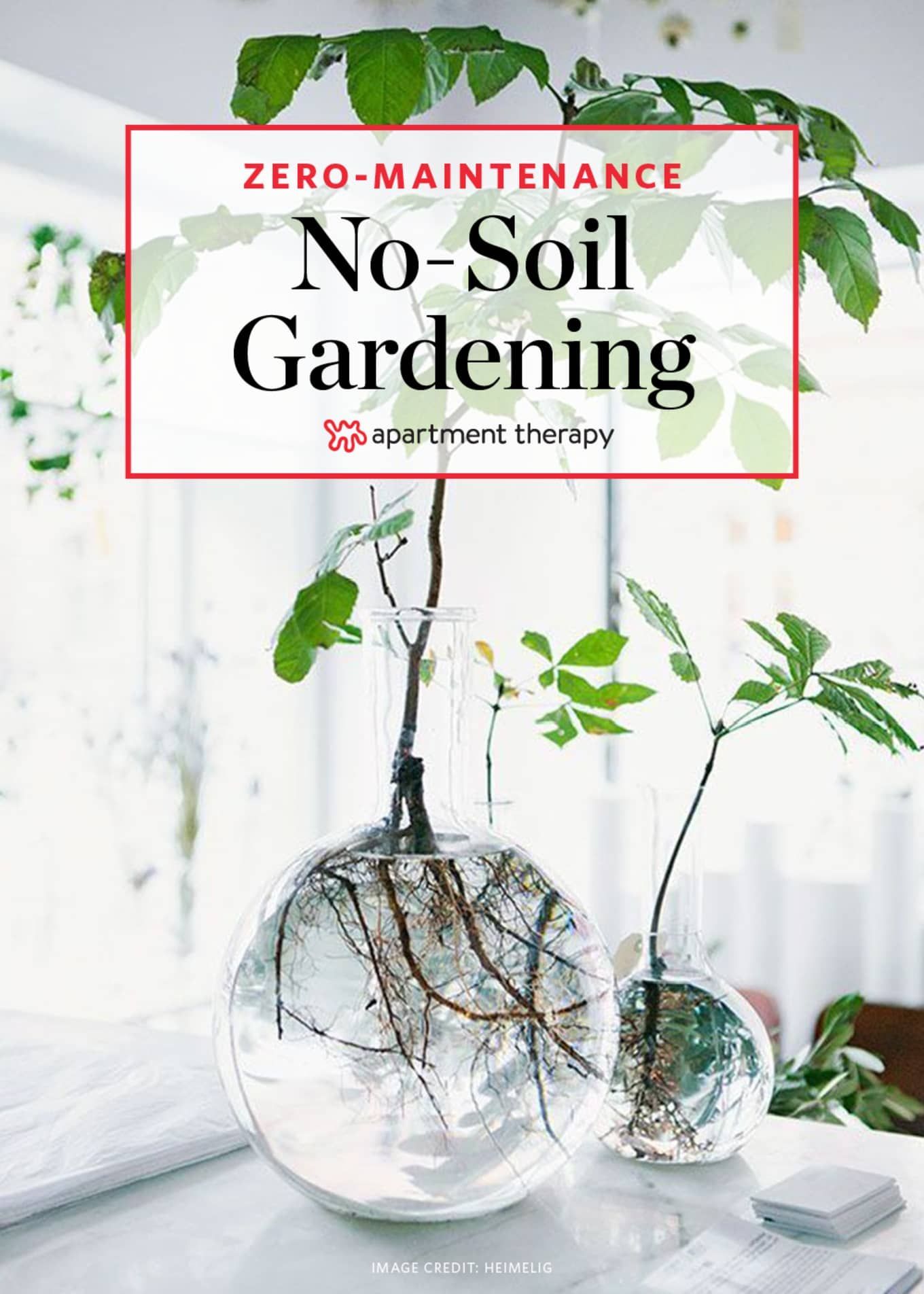 The No-Soil, Zero-Maintenance Method for Growing Houseplants -   19 water planting Interior ideas