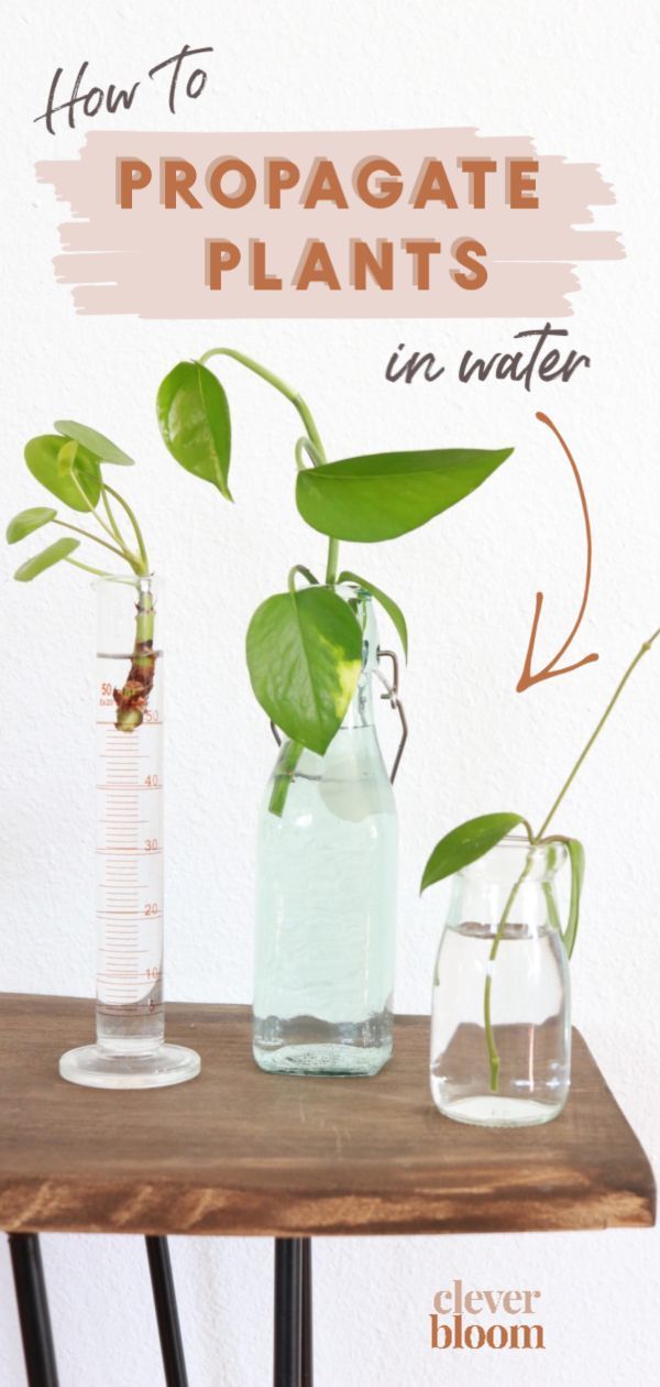 How to Root Plant Cuttings in Water - Clever Bloom -   19 water planting Interior ideas