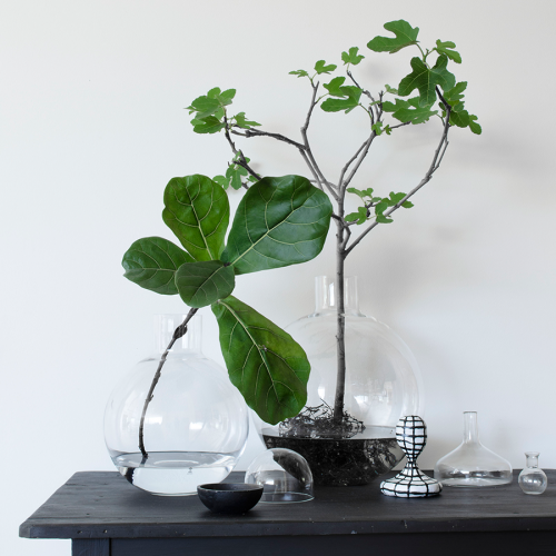 Trend alert: Growing and styling plants in water - Style Curator -   19 water planting Interior ideas