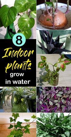 8 Best Indoor plant grow in water | Water garden plants - NatureBring -   19 water planting Interior ideas