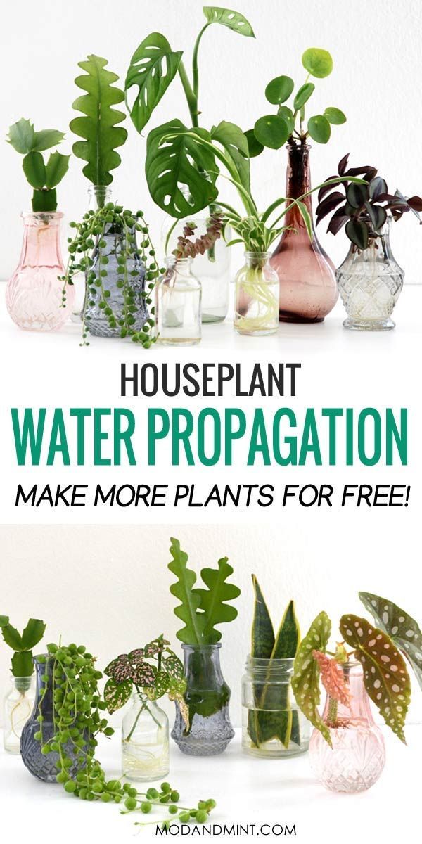 Make New Plants with Water Propagation -   19 water planting Interior ideas