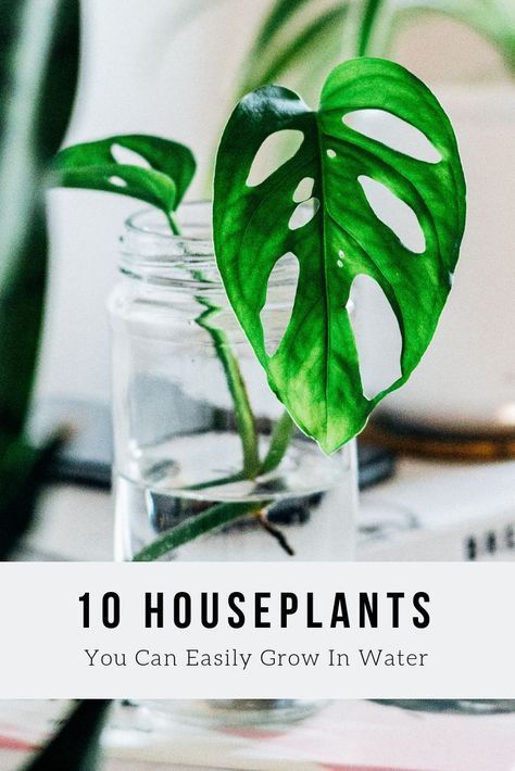 10 Houseplants You Can Easily Grow In Water -   19 water planting Interior ideas
