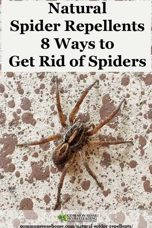 Natural Spider Repellents - 8 Ways to Get Rid of Spiders -   19 how to get rid of spiders in the house ideas