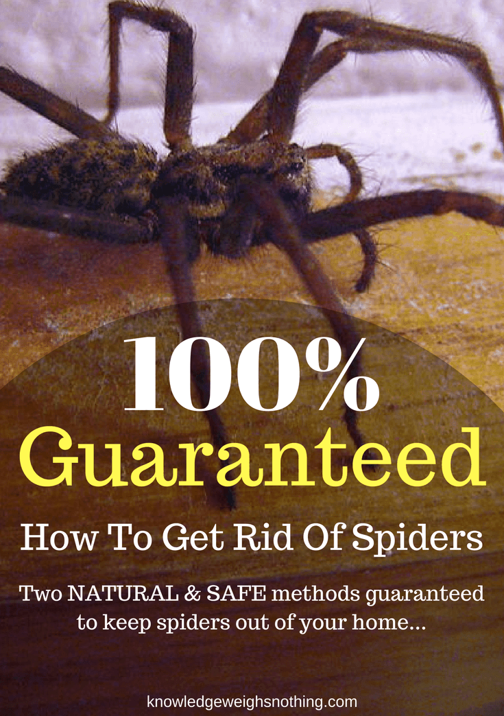 How To Get Rid Of Spiders Naturally (Guaranteed Effective!) -   19 how to get rid of spiders in the house ideas
