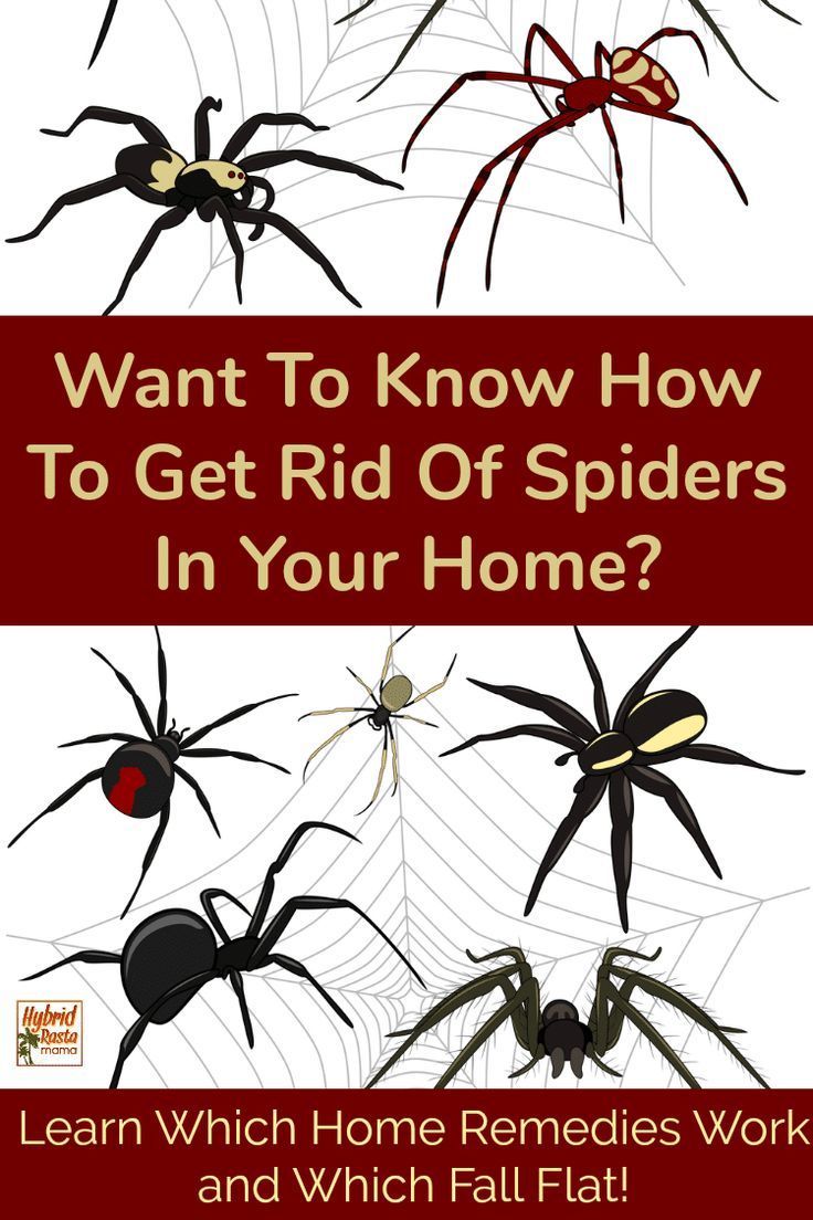 Natural Pest Control for Spiders -   19 how to get rid of spiders in the house ideas