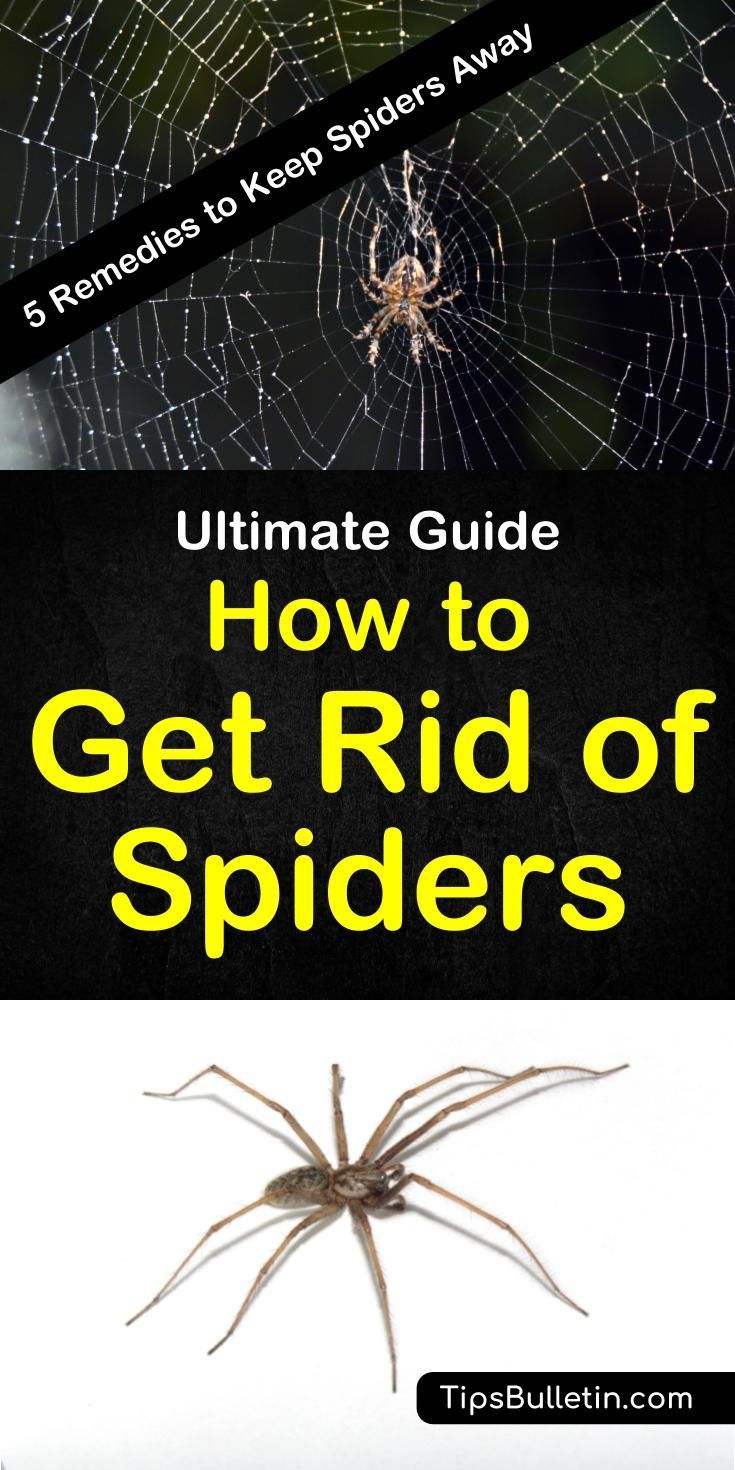 5 Simple Solutions to Get Rid of Spiders -   19 how to get rid of spiders in the house ideas