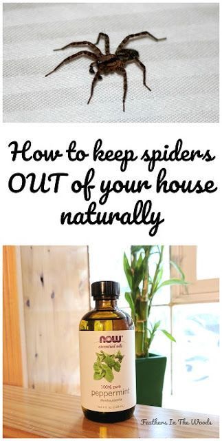Home remedies to keep spiders out of your house -   19 how to get rid of spiders in the house ideas