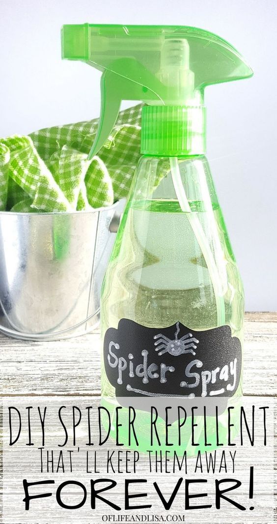 A Simple 3-Ingredient Spray That'll Keep Spiders Out for Good | Of Life and Lisa -   19 how to get rid of spiders in the house ideas