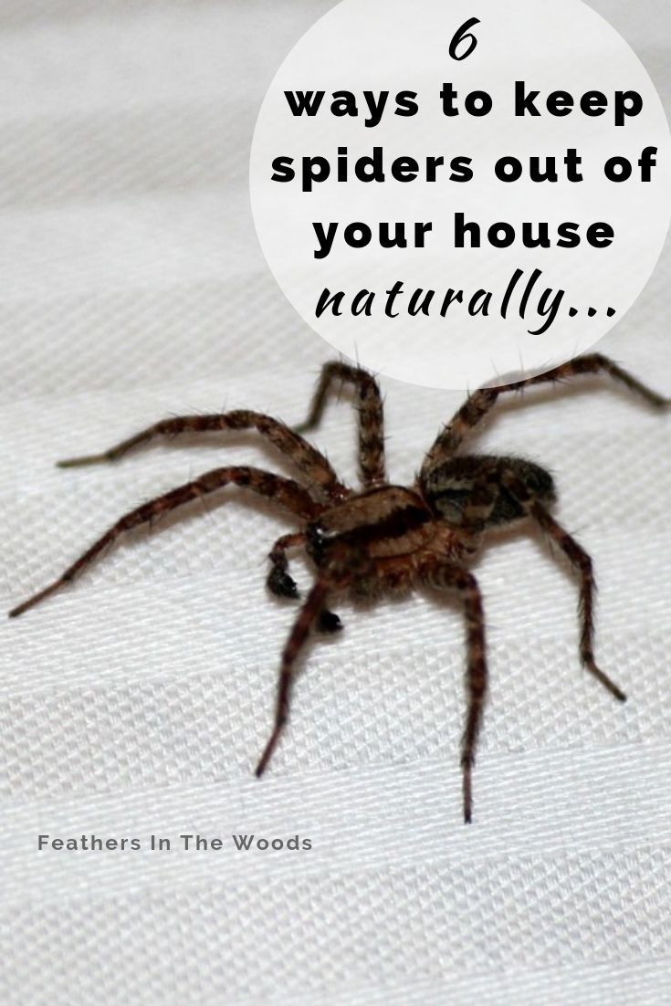 Keep spiders out of your house! -   19 how to get rid of spiders in the house ideas
