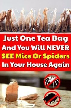 Just One Tea Bag And You Will Never See Mice Or Spiders In Your House Again -   19 how to get rid of spiders in the house ideas