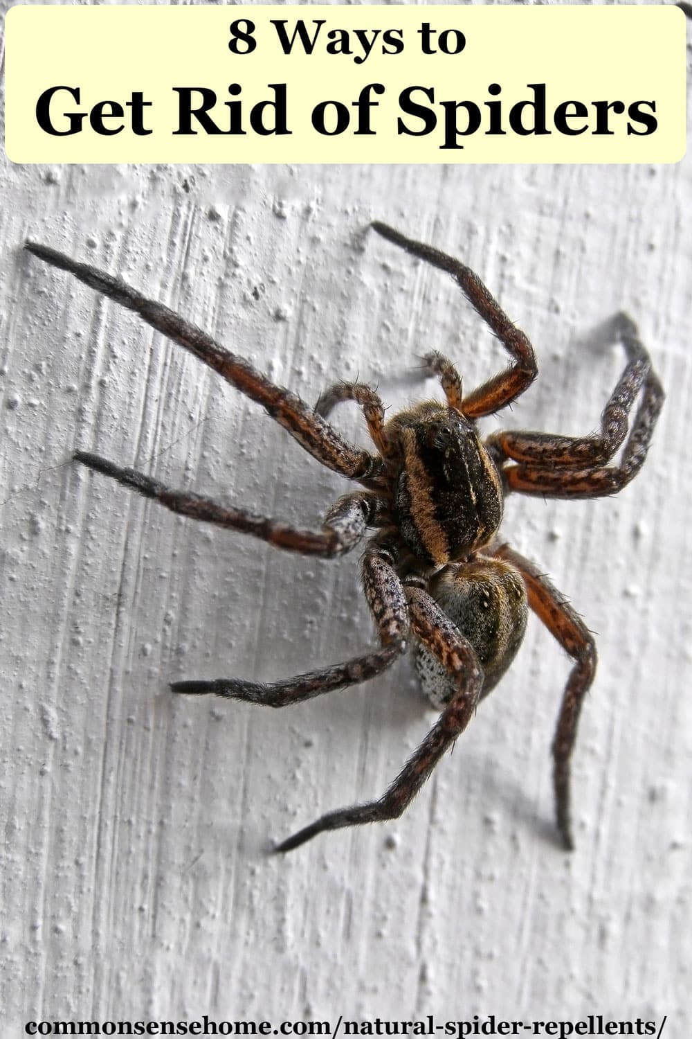 Natural Spider Repellents - 8 Ways to Get Rid of Spiders -   19 how to get rid of spiders in the house ideas