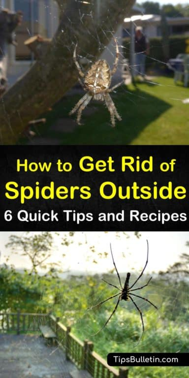 6 Brilliant Ways to Get Rid of Spiders Outside -   19 how to get rid of spiders in the house ideas