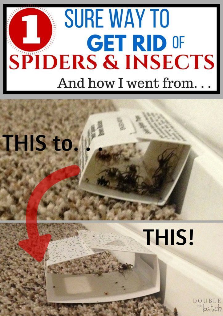 Best Way To Get Rid Of Spiders – Home Spider Control -   19 how to get rid of spiders in the house ideas