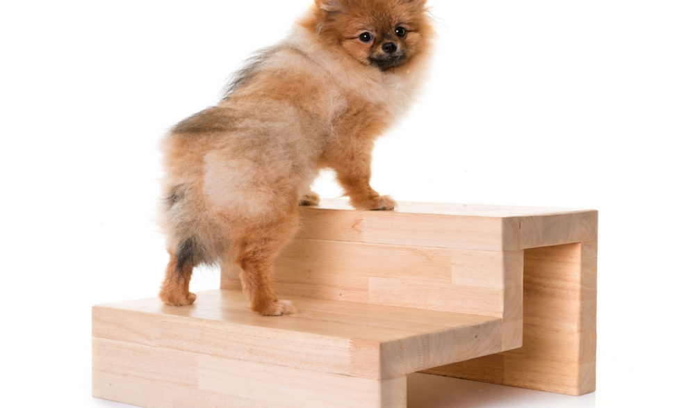 DIY Dog Stairs: How to Build Your Own Doggy Steps -   diy Dog stairs