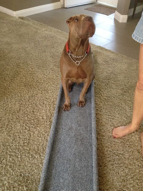 DIY Dog Ramp: How to Build a Ramp For Your Dog (7 Designs) -   diy Dog stairs