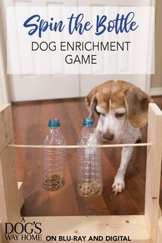 DIY Activities for Dogs -   dog diy Projects