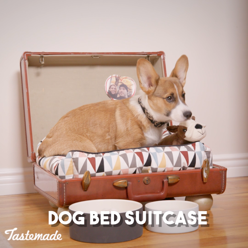 Design 101: Dog Bed Suitcase -   dog diy Projects