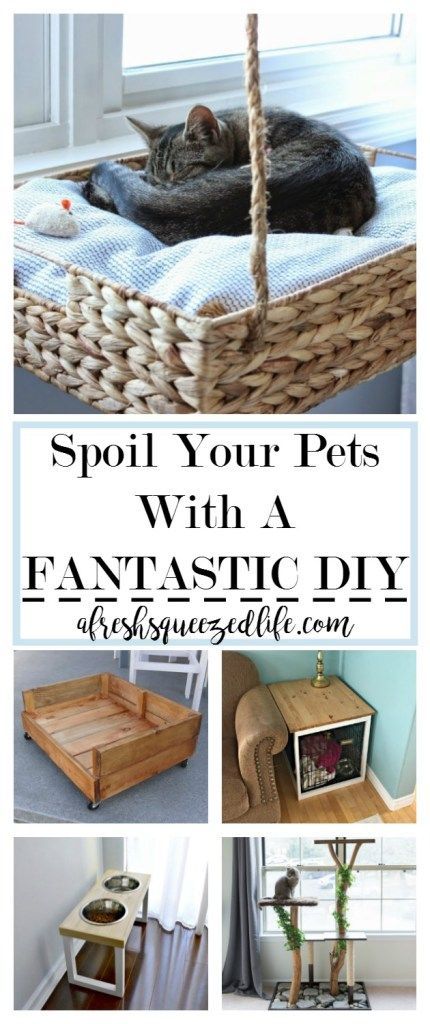 DIY PROJECTS FOR PETS -   dog diy Projects