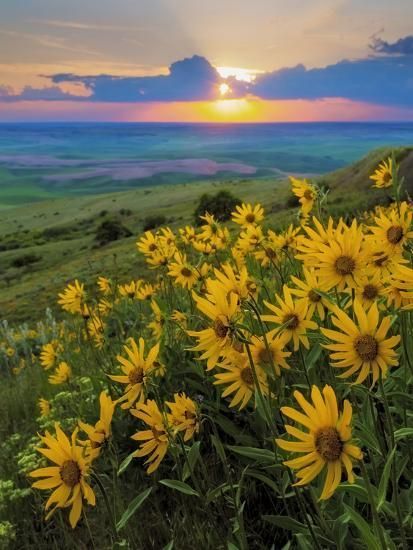 Washington State, Palouse Hills. Landscape with Douglas' Sunflowers -   15 beauty Background landscape ideas