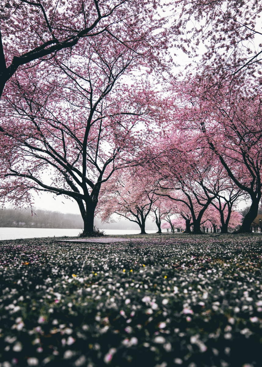 'Serene Cherry Blossom Tree' Poster Print by Bear Amber Art | Displate -   15 beauty Background landscape ideas