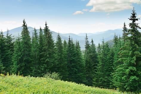 'Beautiful Pine Trees on Background High Mountains.' Photographic Print - Serg64 | Art.com -   16 beauty Background pictures ideas