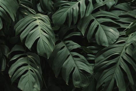 Download Tropical Green Leaves Background for free -   16 beauty Background pictures ideas
