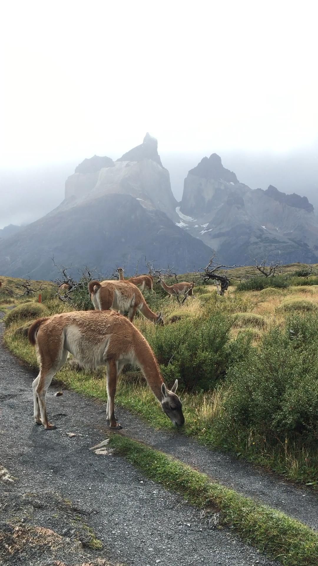 Torres Del Paine Park In Chile -   17 most beauty Wallpaper ideas