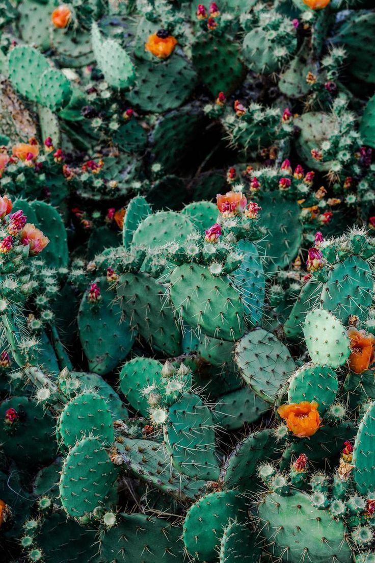 cactus | Tumblr -   17 most beauty Wallpaper ideas