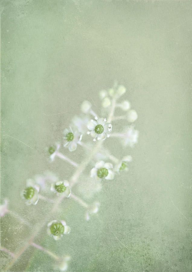 Blossoms Unfolding by Evelina Kremsdorf -   18 sage green aesthetic vintage wallpaper ideas