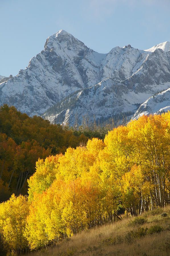 Fiery Aspen Landscape by Aaron Spong -   20 beauty Natural landscape ideas