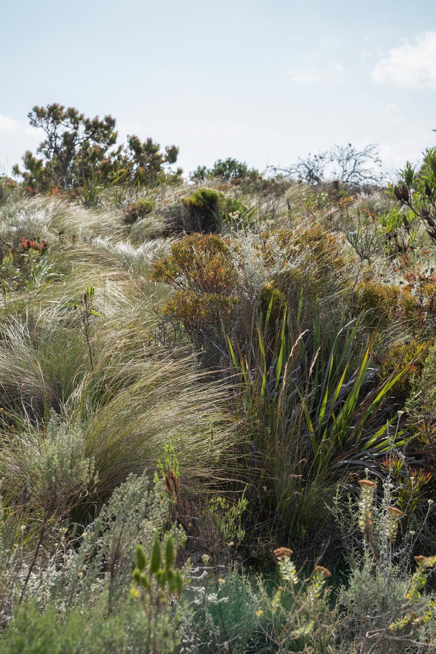 Organic fynbos farm - soonafternoon -   20 beauty Natural landscape ideas