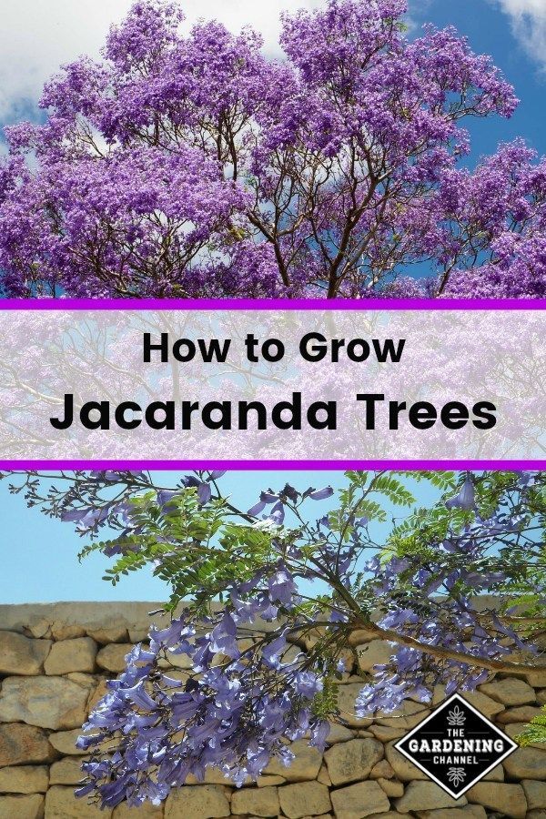 How to Grow the Jacaranda Tree -   20 beauty Natural landscape ideas