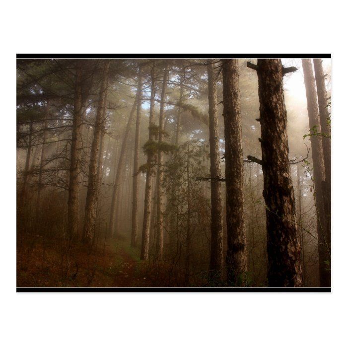 Forest Trees Natural Landscape Postcard -   20 beauty Natural landscape ideas