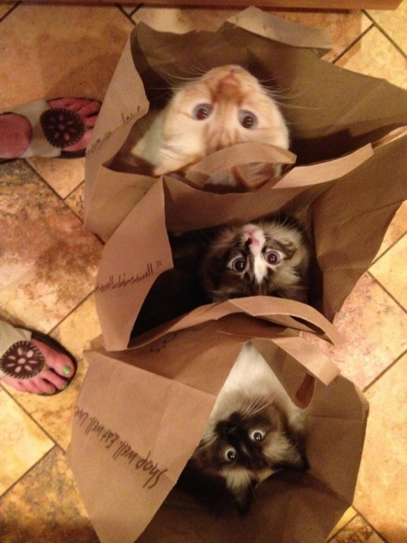 192043-Cats_In_Bags_I_remember_my_daughters_cat_used_to_love_jumping_into_bag.jpg