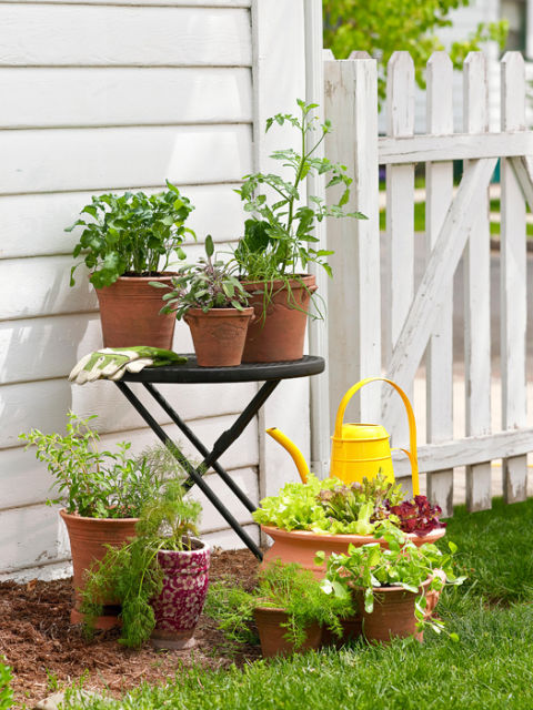 A Vegetable Garden in 4 easy steps