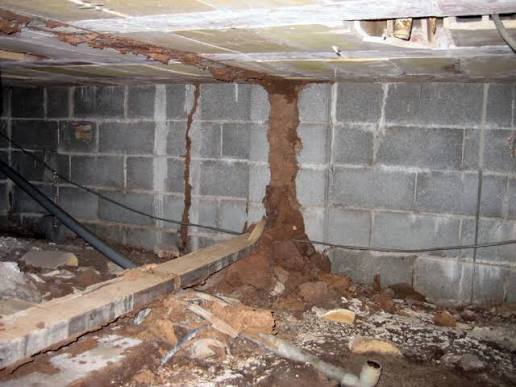Termite Inspection in Sydney