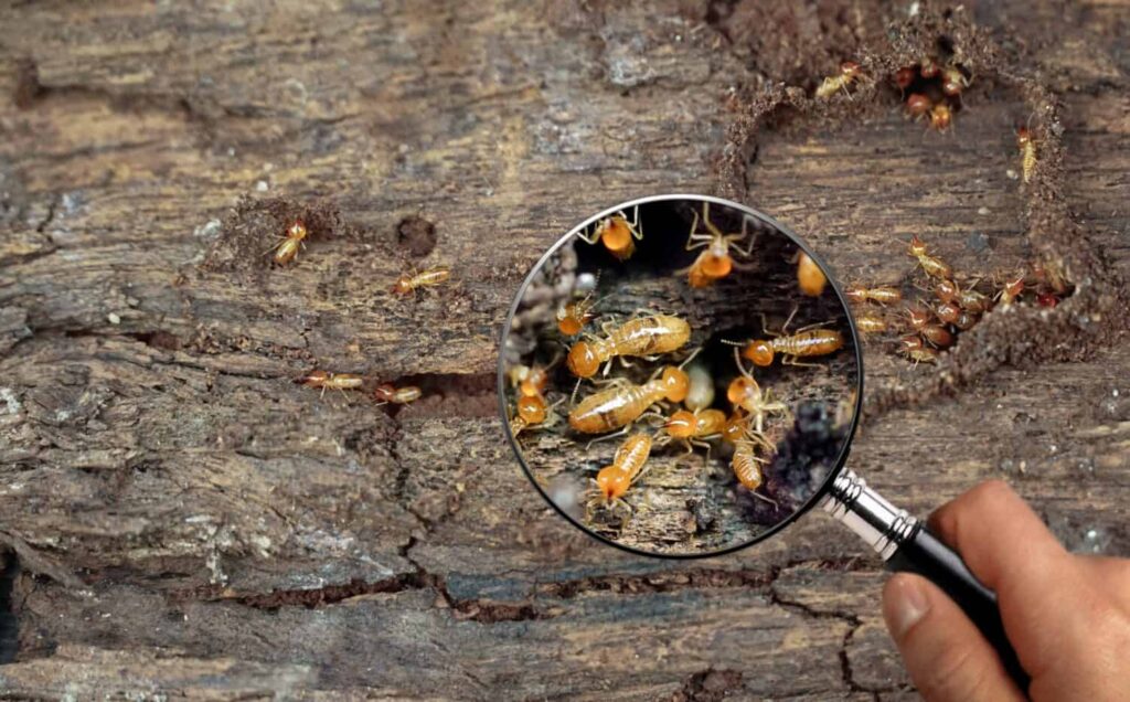 Effective Way to Get Rid of Termites in Sydney