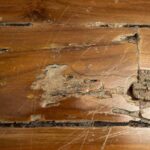 Warning Signs of Termites