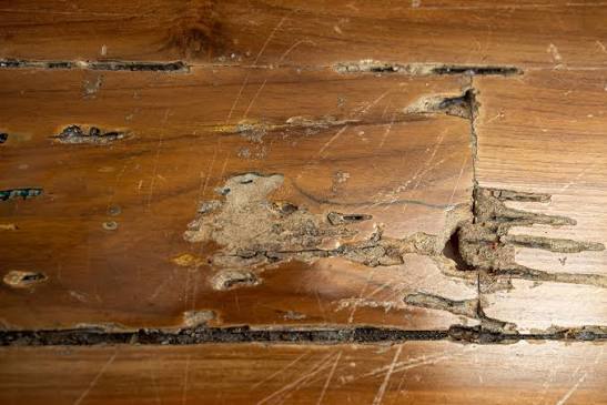 Warning Signs of Termites