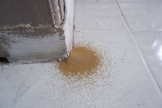 Warning Signs of Termites
