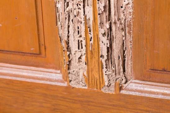 Effective Way to Get Rid of Termites in Sydney