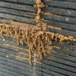 Termite Inspection in Sydney