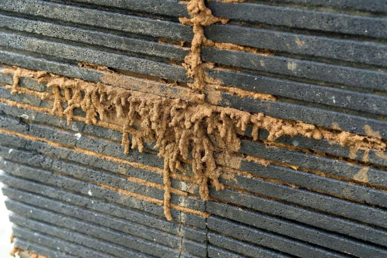 Termite Inspection in Sydney